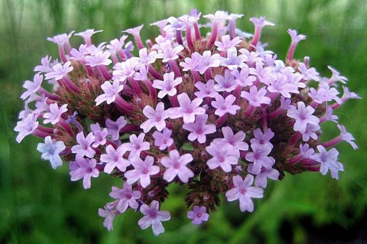 Вербена буэнос-айресская - Виды вербены