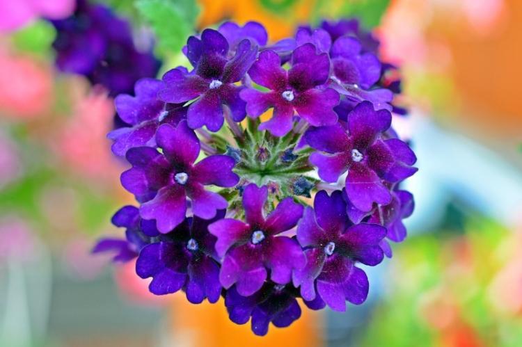 Температура - Уход за вербеной