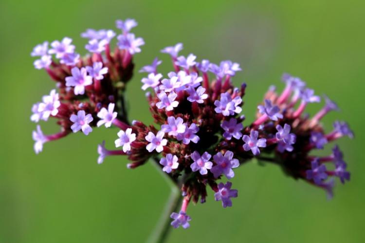 Борьба с вредителями и болезнями - Вербена