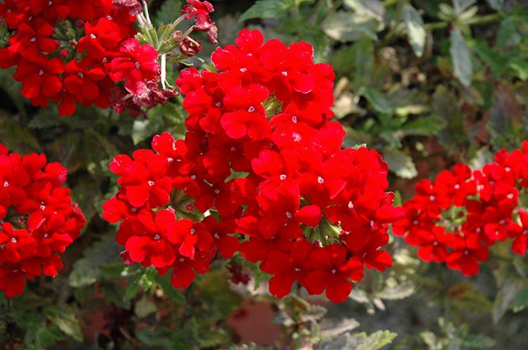 Вербена - фото