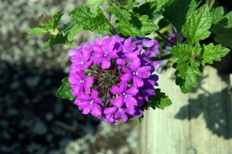 Вербена - фото