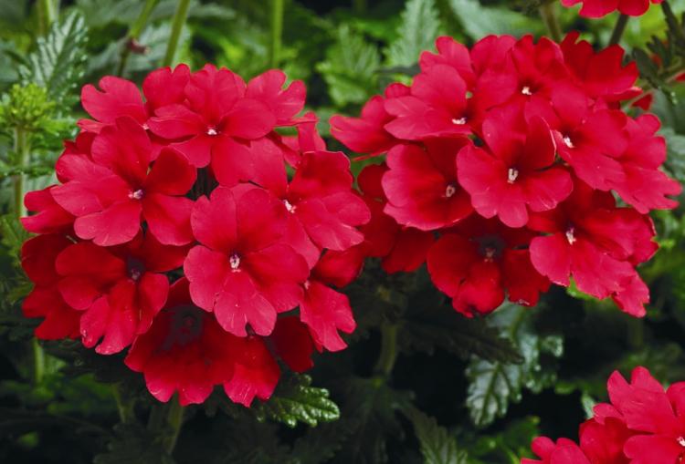 Вербена - фото