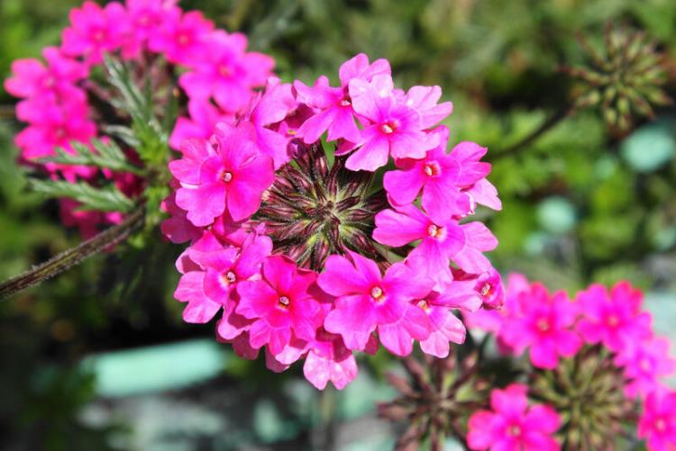 Вербена - фото