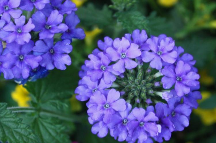 Вербена - фото