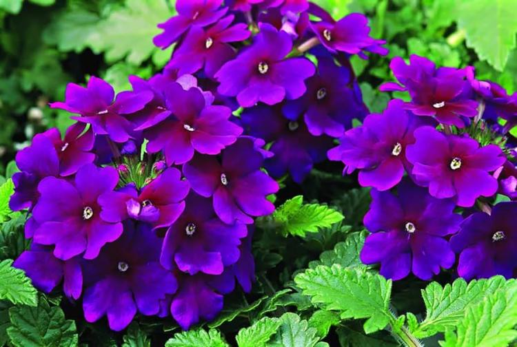 Вербена - фото