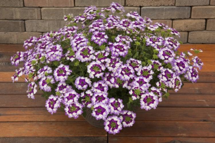 Вербена - фото