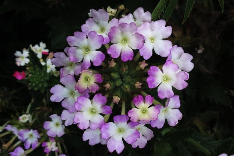 Вербена - фото