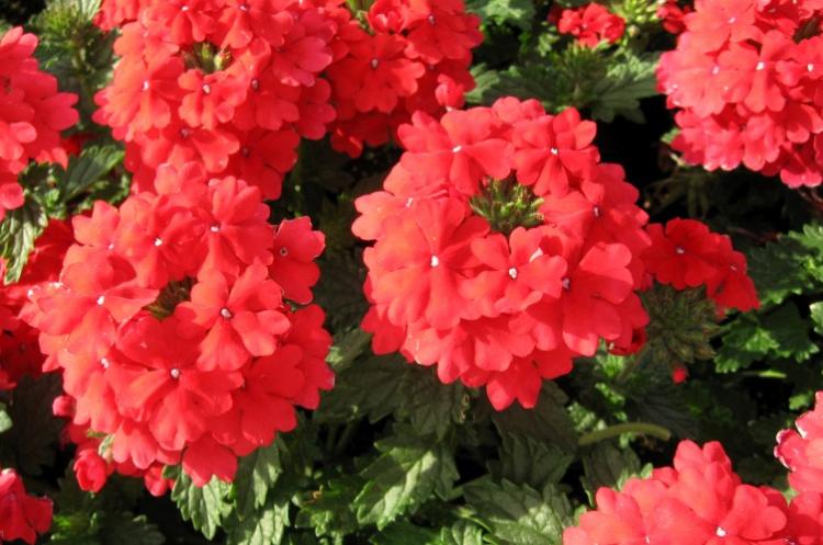 Вербена - фото