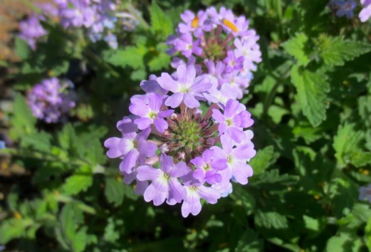 Вербена - фото