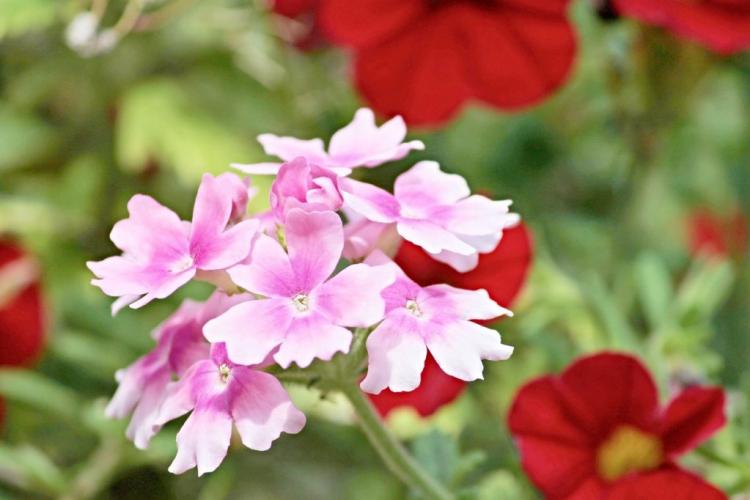 Вербена - фото