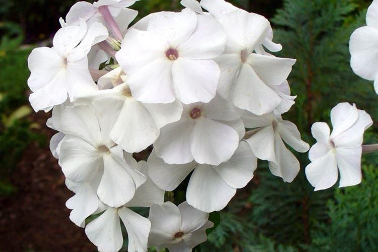 Альбатрос - Виды и сорта флоксов