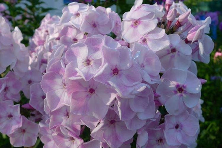 Осенний букет - Виды и сорта флоксов