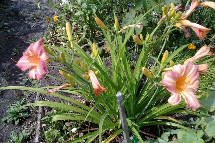 Детский Фестиваль - Виды и сорта лилейника