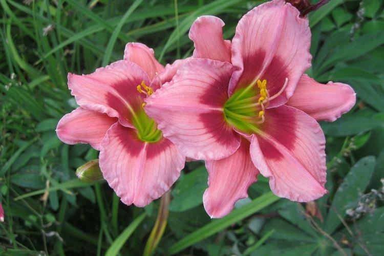 Черри Валентайн - Виды и сорта лилейника