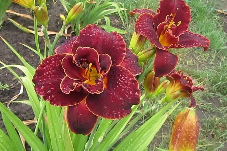 Найт Эмберс - Виды и сорта лилейника