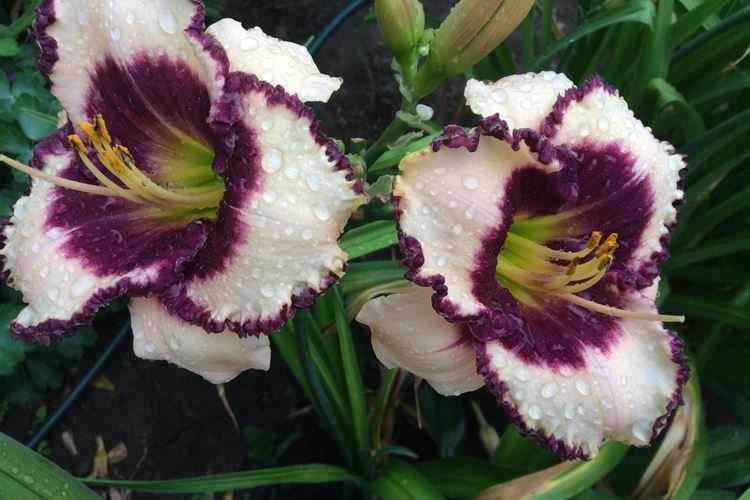 Бордер Мьюзик - Виды и сорта лилейника