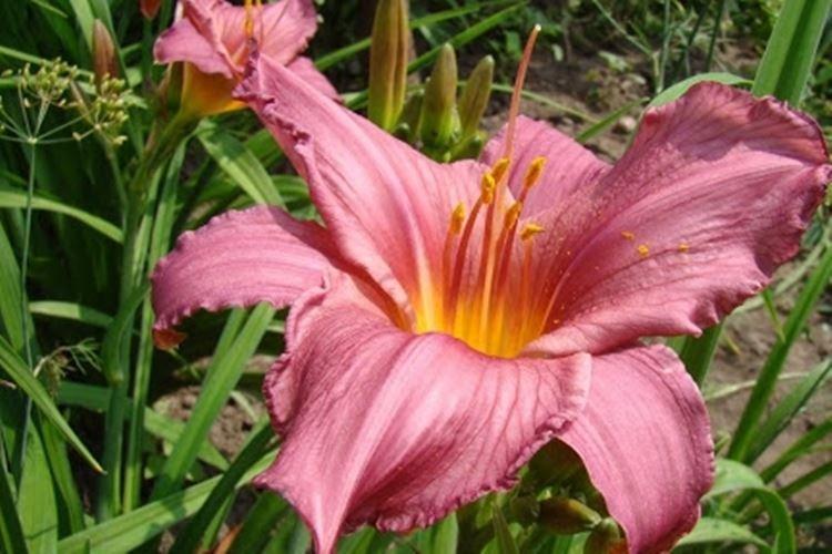 Холс Пинк - Виды и сорта лилейника