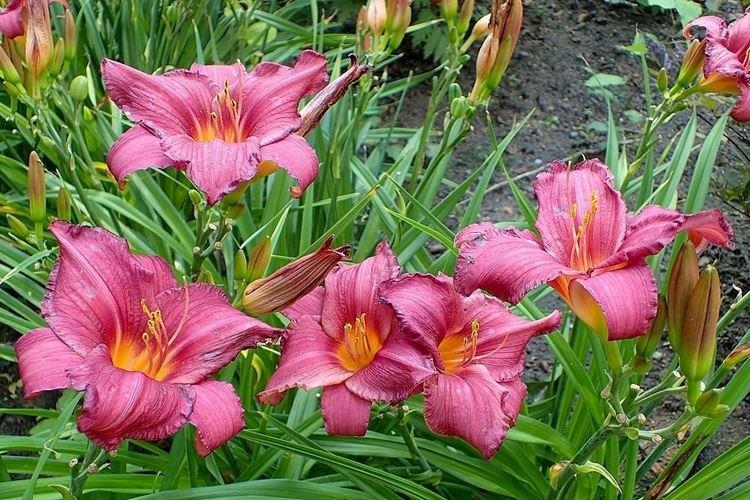 Саммер Вайн - Виды и сорта лилейника