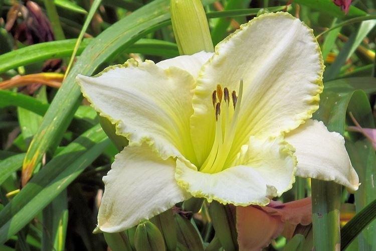 Близзард Бэй - Виды и сорта лилейника