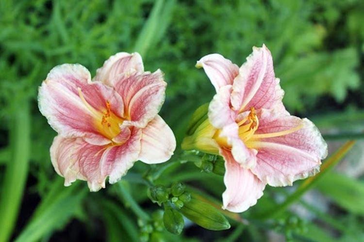 Литл Анна Роза - Виды и сорта лилейника