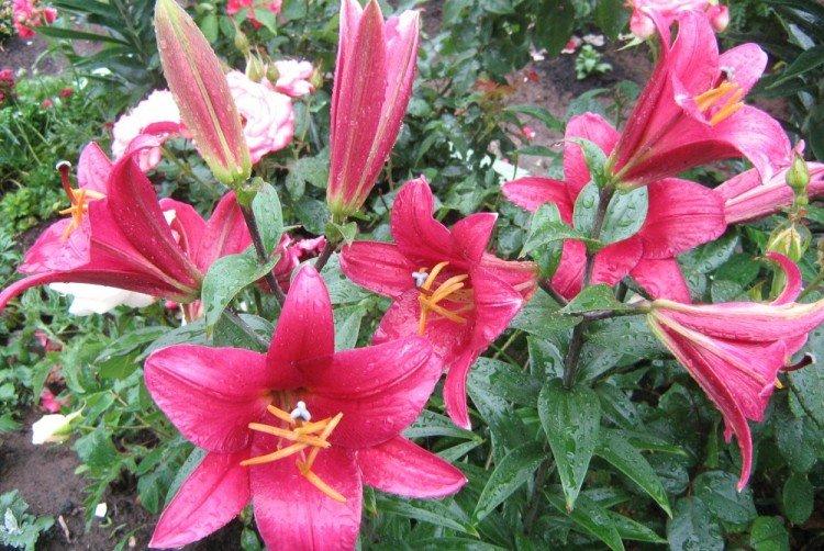 Перпл Принц - Виды и сорта лилий