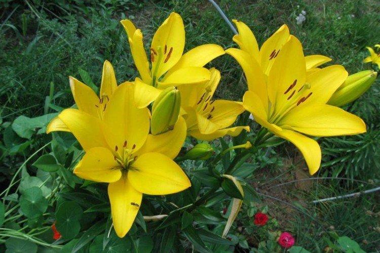 Нове Центо - Виды и сорта лилий