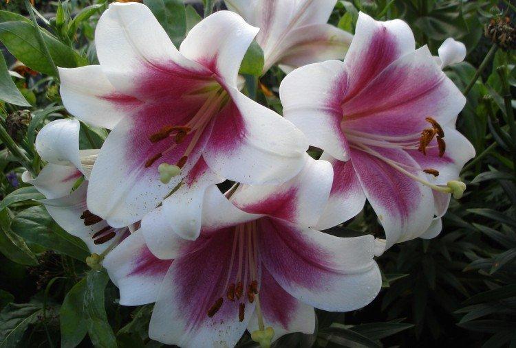 Триумфатор - Виды и сорта лилий