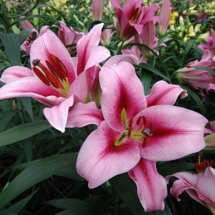 Дольче Энд Габбана - Виды и сорта лилий