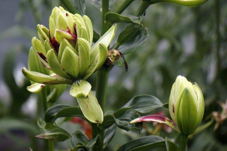 Мистери Дрим - Виды и сорта лилий