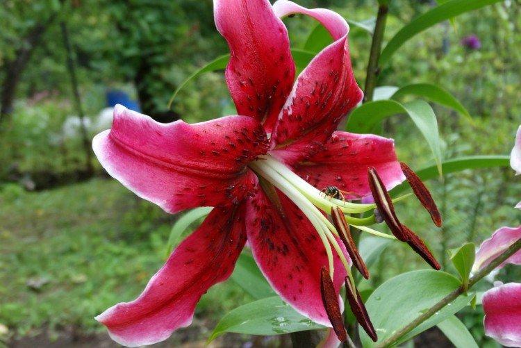 Мисс Фея - Виды и сорта лилий