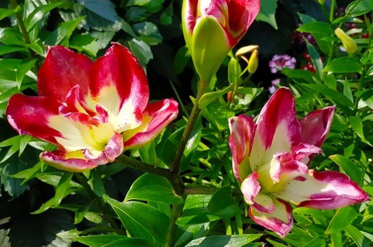 Дабл Сенсейшн - Виды и сорта лилий