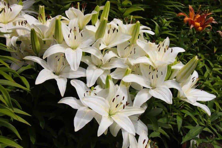 Аполло - Виды и сорта лилий