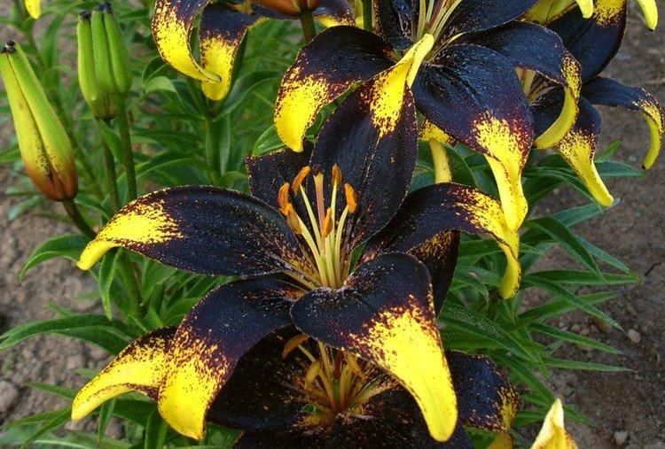 Львиное сердце - Виды и сорта лилий