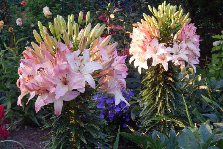 Марлен - Виды и сорта лилий
