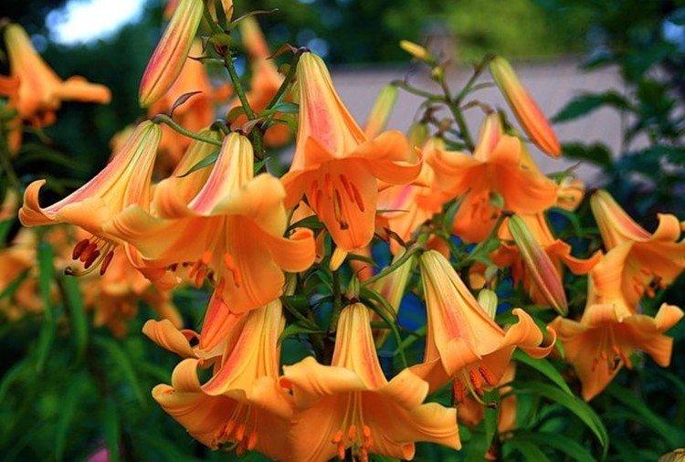 Африкан Квин - Виды и сорта лилий