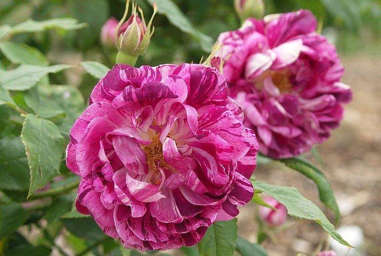 Командан Баропер - Виды и сорта парковых роз