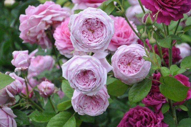 Спирит Оф Фридом - Виды и сорта кустовых роз