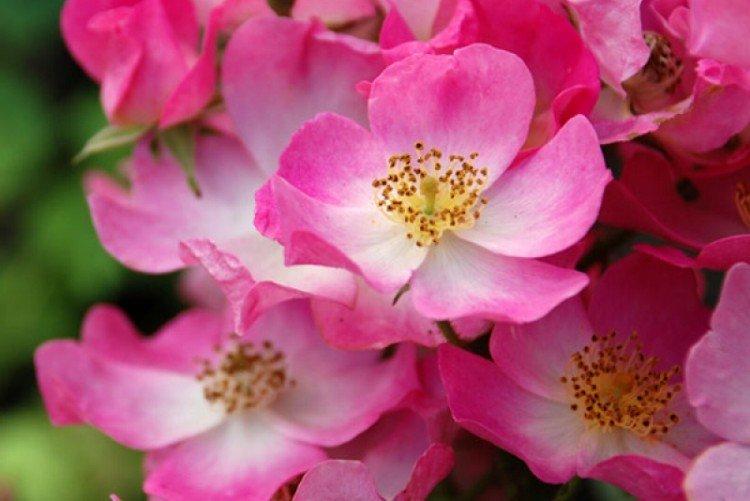 Балерина - Виды и сорта почвопокровных роз