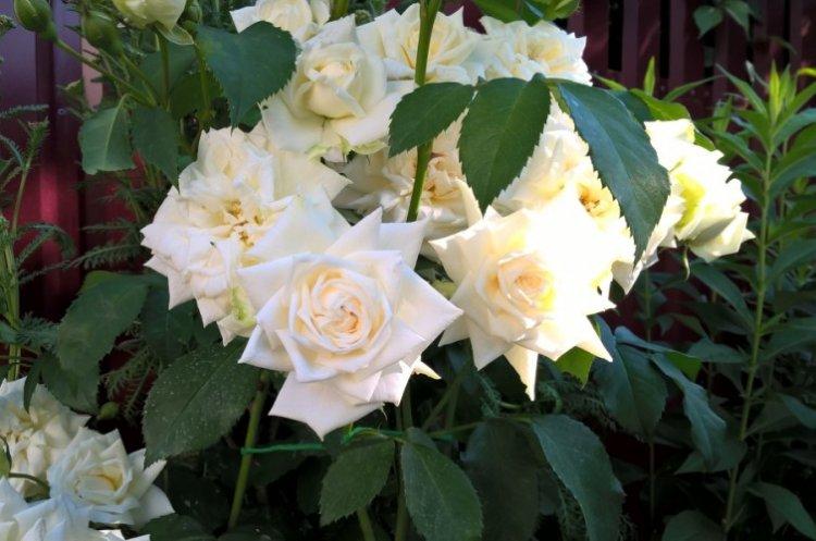 Ильзе Крон Супериор - Виды и сорта плетистых роз