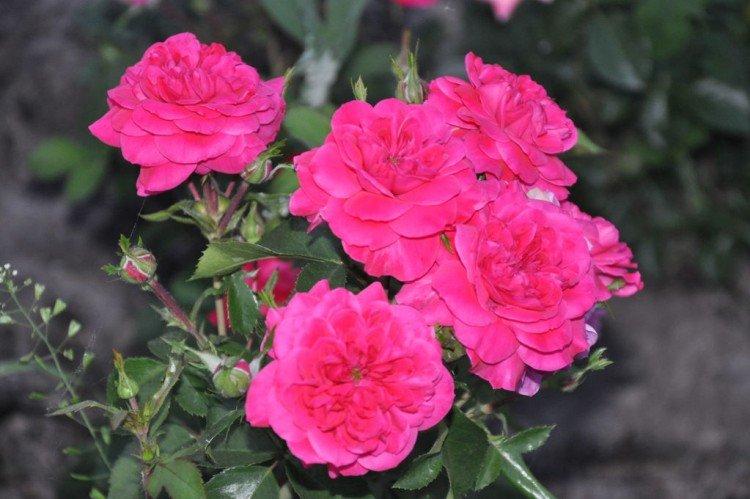Сангрия - Виды и сорта ремонтантных роз