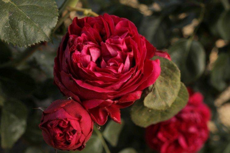 Эрик Таберли - Виды и сорта ремонтантных роз