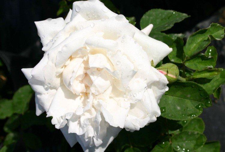 Фрау Карл Друшки - Виды и сорта ремонтантных роз