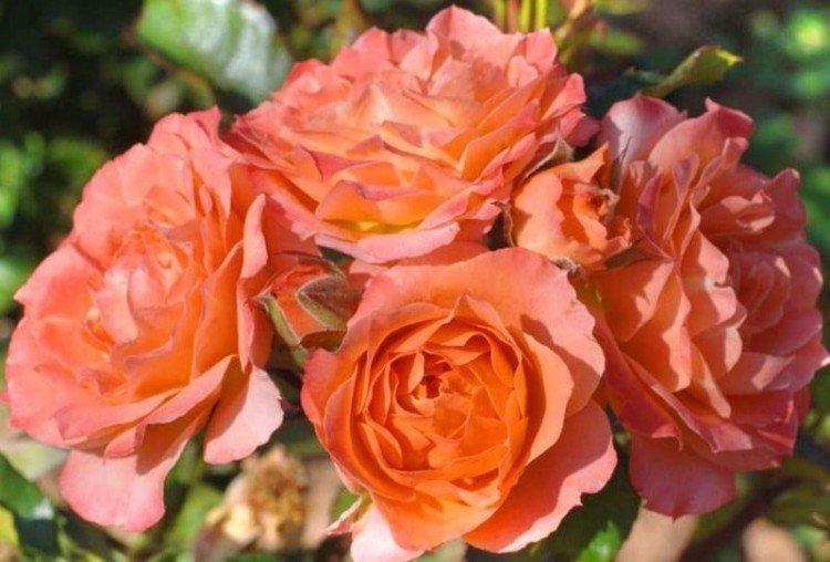 Колибри - Виды и сорта карликовых роз