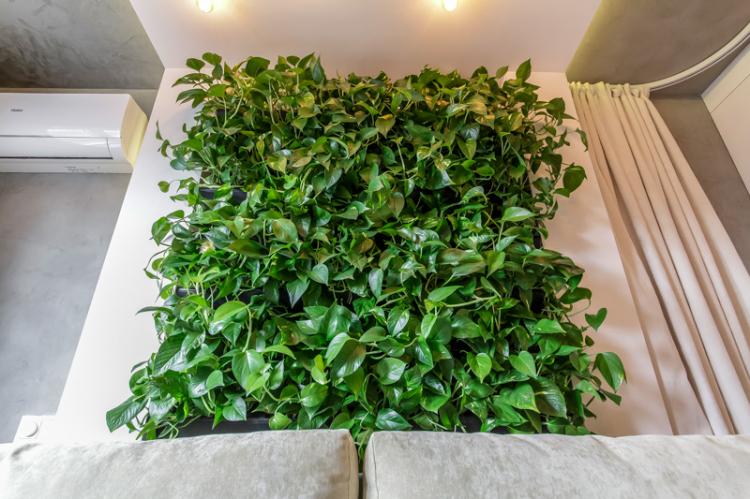 Общая характеристика - Вьющиеся комнатные растения