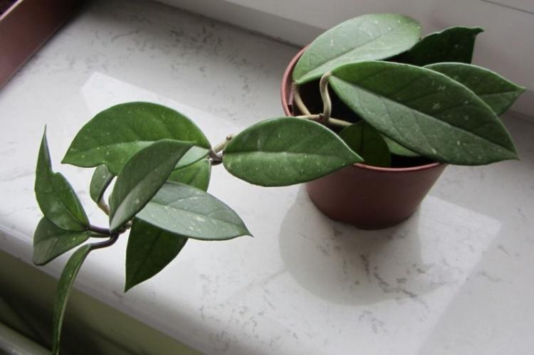 Хойя - Виды вьющихся комнатных растений