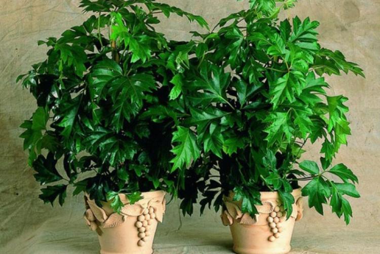 Циссус - Виды вьющихся комнатных растений