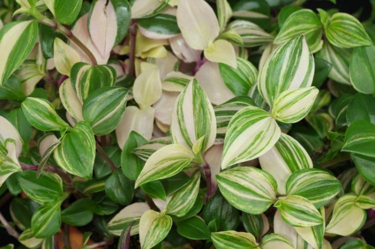 Традесканция - Виды вьющихся комнатных растений