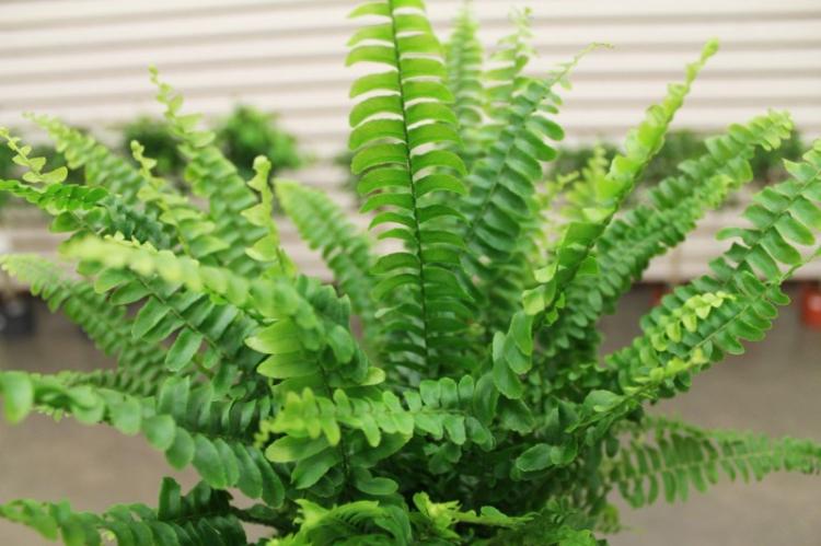 Нефролепис - Виды вьющихся комнатных растений