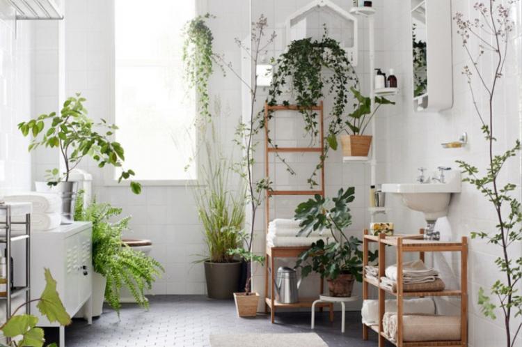 Температура - Уход за вьющимися комнатными растениями