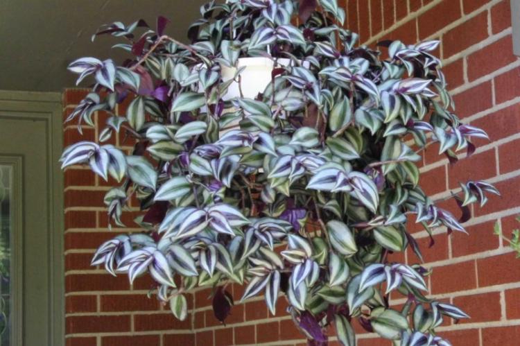 Освещение - Уход за вьющимися комнатными растениями